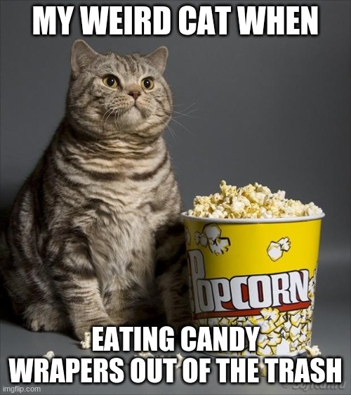 Cat eating popcorn | MY WEIRD CAT WHEN; EATING CANDY WRAPERS OUT OF THE TRASH | image tagged in cat eating popcorn | made w/ Imgflip meme maker