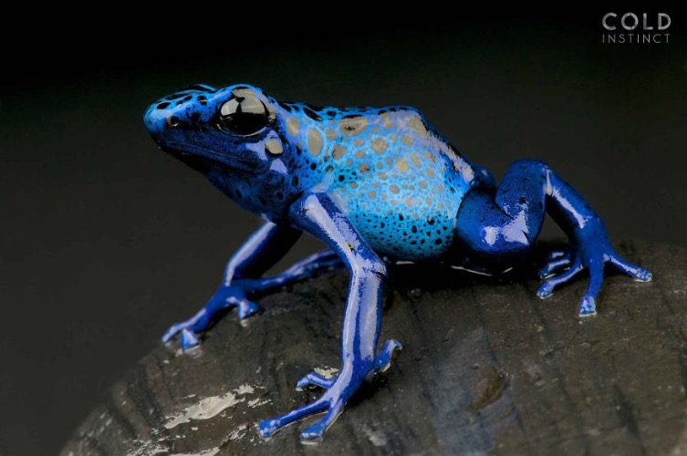 Indulge these On foot Blue Poison Frog. Photo credit: Matthijs Kuijpers - Imgflip