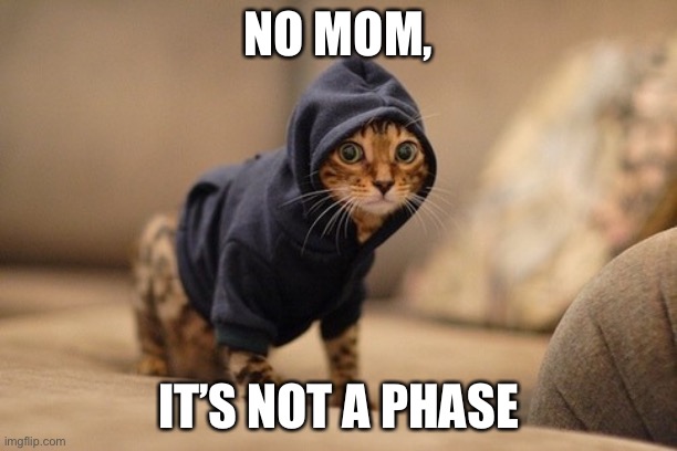 Hoody Cat | NO MOM, IT’S NOT A PHASE | image tagged in memes,hoody cat | made w/ Imgflip meme maker