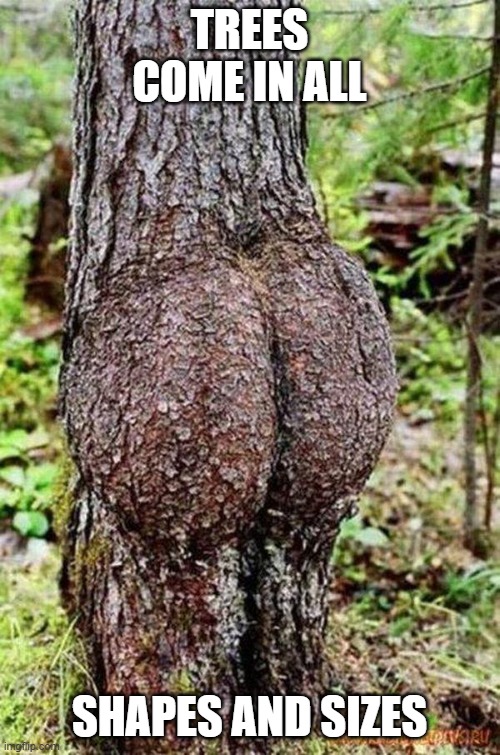 Sexy Tree | TREES COME IN ALL SHAPES AND SIZES | image tagged in sexy tree | made w/ Imgflip meme maker