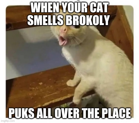 Coughing Cat | WHEN YOUR CAT SMELLS BROKOLY; PUKS ALL OVER THE PLACE | image tagged in coughing cat | made w/ Imgflip meme maker