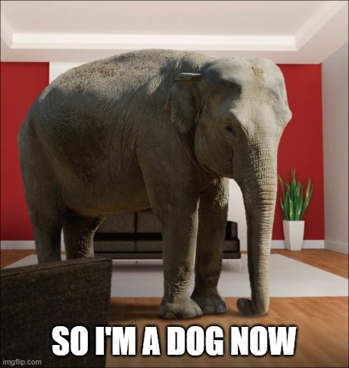 Elephant In The Room | SO I'M A DOG NOW | image tagged in elephant in the room | made w/ Imgflip meme maker
