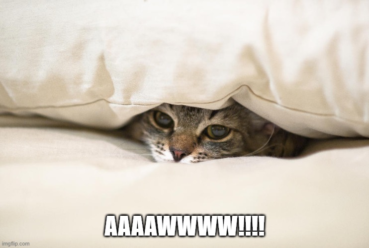 AAAAWWWW!!!! | image tagged in cats | made w/ Imgflip meme maker