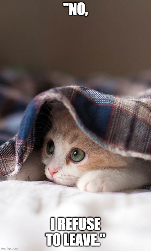 "NO, I REFUSE TO LEAVE." | image tagged in cats | made w/ Imgflip meme maker