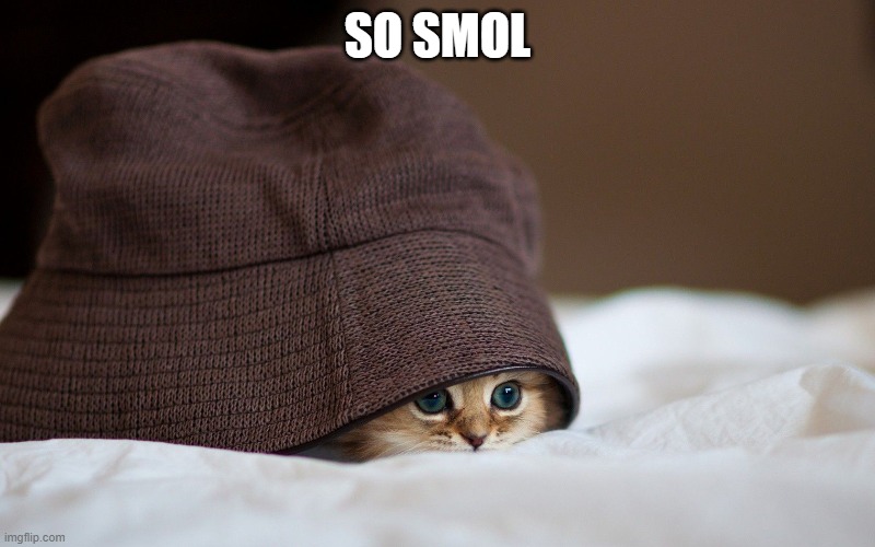 Ok, I guarantee you that this is the last one | SO SMOL | image tagged in cats | made w/ Imgflip meme maker