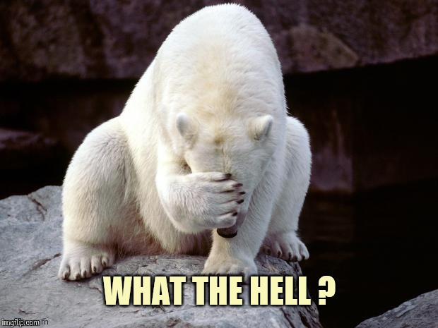 Polar Bear | WHAT THE HELL ? | image tagged in polar bear | made w/ Imgflip meme maker