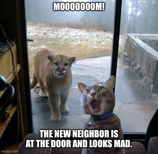 House Cat with Mountain Lion at the door | MOOOOOOOM! THE NEW NEIGHBOR IS AT THE DOOR AND LOOKS MAD. | image tagged in house cat with mountain lion at the door | made w/ Imgflip meme maker