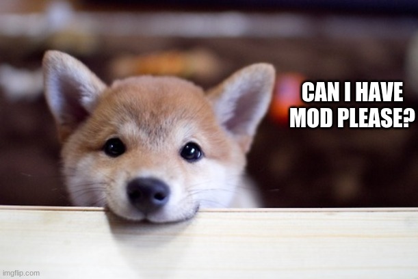 cute dog | CAN I HAVE MOD PLEASE? | image tagged in mod pls,dog,puppy | made w/ Imgflip meme maker