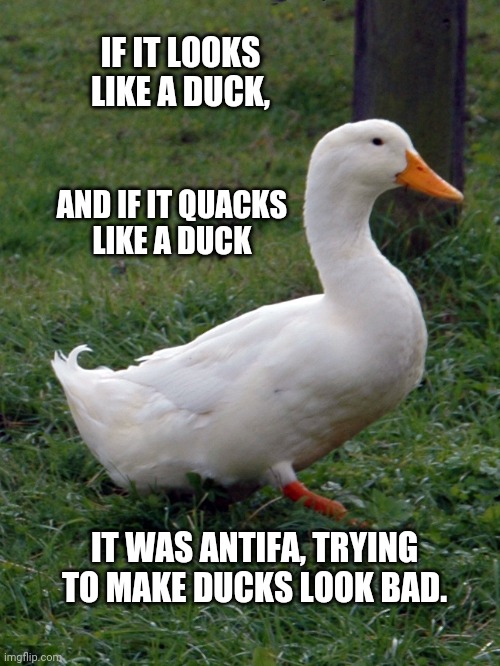 Antifa Hates Ducks - Imgflip