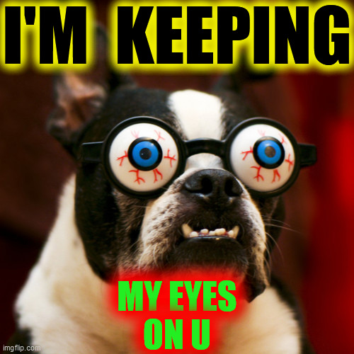 Boston Terrier 165 | I'M  KEEPING MY EYES
ON U | image tagged in boston terrier 165 | made w/ Imgflip meme maker