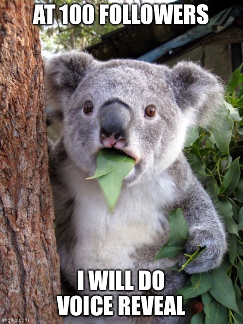 shocked koala | AT 100 FOLLOWERS; I WILL DO VOICE REVEAL | image tagged in shocked koala | made w/ Imgflip meme maker