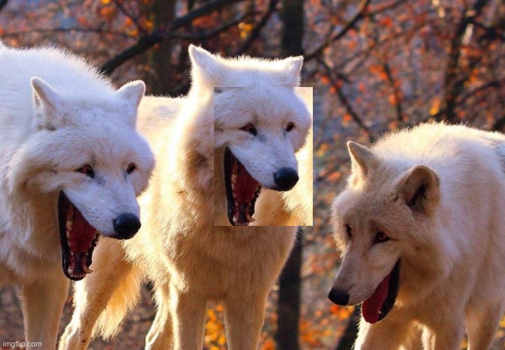 2/3 wolves laugh | image tagged in 2/3 wolves laugh | made w/ Imgflip meme maker