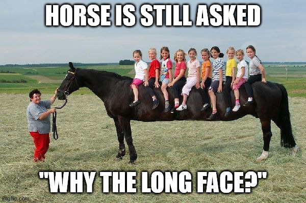 HORSE IS STILL ASKED; "WHY THE LONG FACE?" | image tagged in horse | made w/ Imgflip meme maker