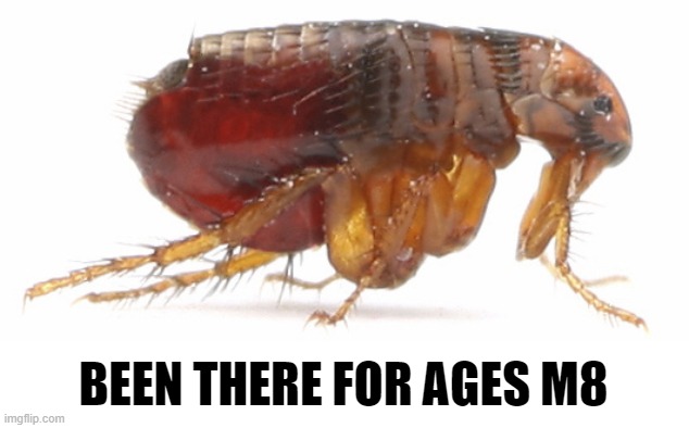 flea | BEEN THERE FOR AGES M8 | image tagged in flea | made w/ Imgflip meme maker