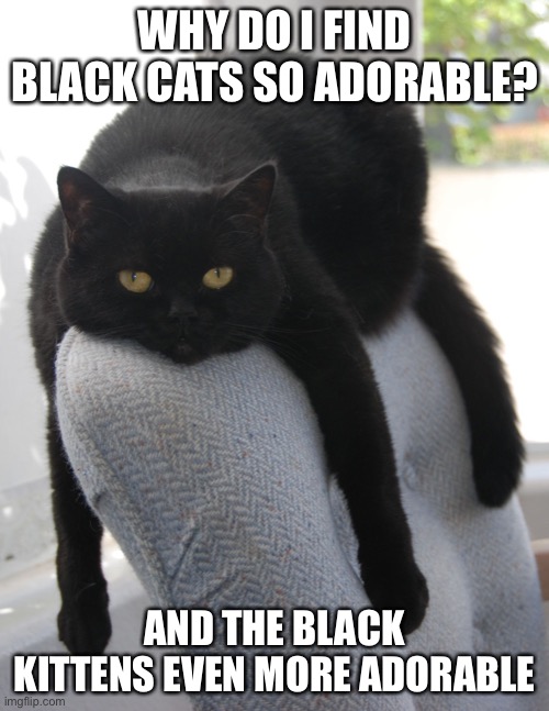 Black Cat Draped on Chair | WHY DO I FIND BLACK CATS SO ADORABLE? AND THE BLACK KITTENS EVEN MORE ADORABLE | image tagged in black cat draped on chair | made w/ Imgflip meme maker