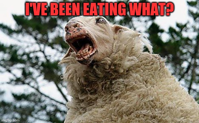 Mad Sheep | I'VE BEEN EATING WHAT? | image tagged in mad sheep | made w/ Imgflip meme maker