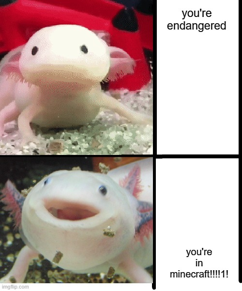 Annoyed Axolotl | you're endangered; you're in minecraft!!!!1! | image tagged in annoyed axolotl | made w/ Imgflip meme maker