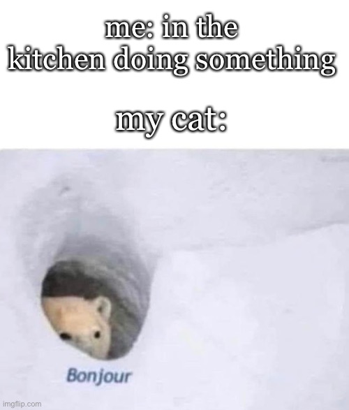Bonjour | me: in the kitchen doing something; my cat: | image tagged in bonjour | made w/ Imgflip meme maker
