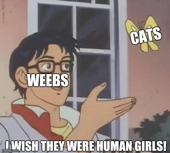 Is This A Pigeon | CATS; WEEBS; I WISH THEY WERE HUMAN GIRLS! | image tagged in memes,is this a pigeon,cute cat | made w/ Imgflip meme maker