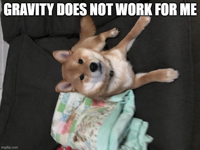 Doggo | GRAVITY DOES NOT WORK FOR ME | image tagged in doggo | made w/ Imgflip meme maker