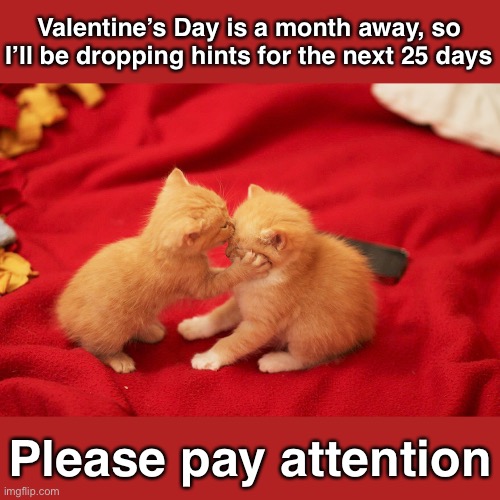 If She Tells You Not To Get Her Anything, Don’t Believe Her! | Valentine’s Day is a month away, so I’ll be dropping hints for the next 25 days; Please pay attention | image tagged in funny memes,funny cat memes,valentine's day,cats | made w/ Imgflip meme maker