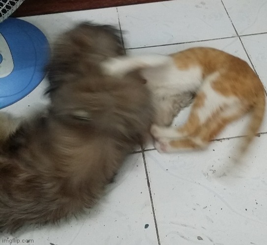 My dog playing with his cat sister ( a good old memory) | image tagged in dogs an cats,cats,dogs | made w/ Imgflip meme maker