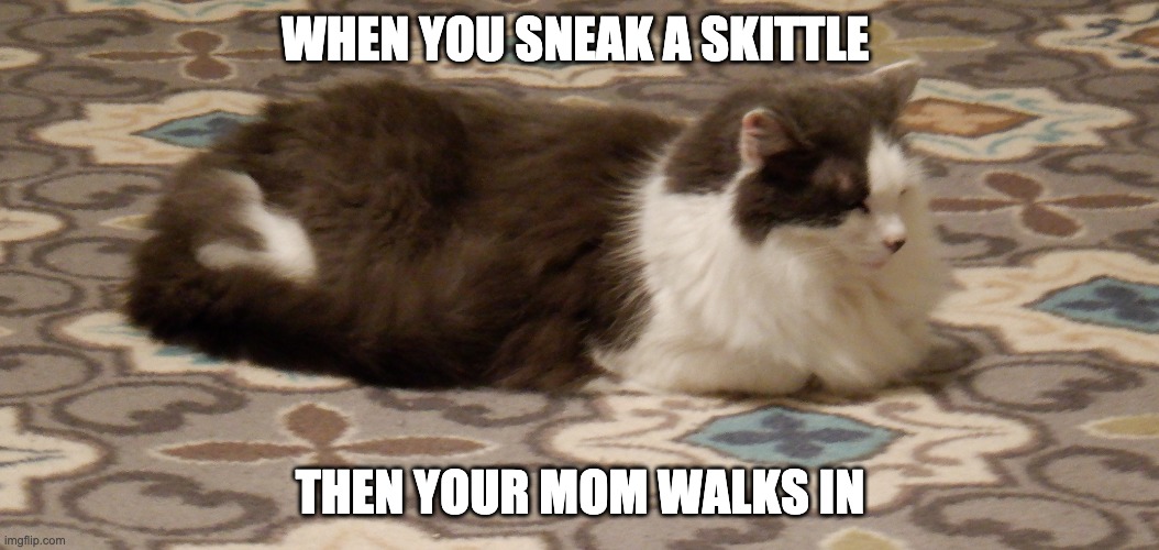 Skittles | WHEN YOU SNEAK A SKITTLE; THEN YOUR MOM WALKS IN | image tagged in cat keeping secret,skittles | made w/ Imgflip meme maker