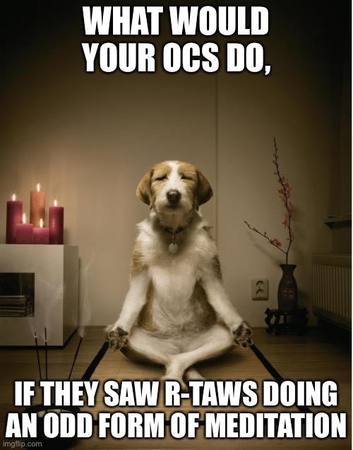 dog meditation funny | WHAT WOULD YOUR OCS DO, IF THEY SAW R-TAWS DOING AN ODD FORM OF MEDITATION | image tagged in dog meditation funny | made w/ Imgflip meme maker