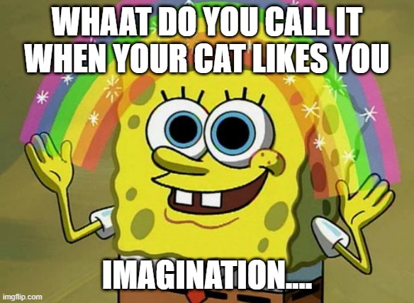 Imagination Spongebob Meme | WHAAT DO YOU CALL IT WHEN YOUR CAT LIKES YOU; IMAGINATION.... | image tagged in memes,imagination spongebob | made w/ Imgflip meme maker