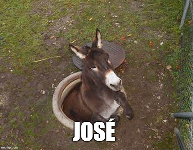 this is José u will only see him once | JOSÉ | image tagged in memes,donkey,animals,funny memes,lol | made w/ Imgflip meme maker