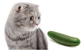 High Quality pickle cat Blank Meme Template