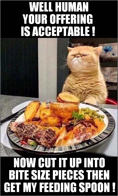 Who Is The Master In This House ! | YOUR OFFERING IS ACCEPTABLE ! WELL HUMAN; NOW CUT IT UP INTO BITE SIZE PIECES THEN; GET MY FEEDING SPOON ! | image tagged in cats,food | made w/ Imgflip meme maker