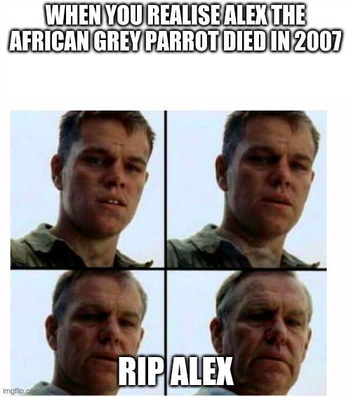 Matt Damon gets older | WHEN YOU REALISE ALEX THE AFRICAN GREY PARROT DIED IN 2007; RIP ALEX | image tagged in matt damon gets older | made w/ Imgflip meme maker