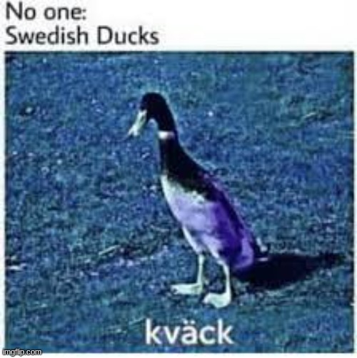 kväck | image tagged in quack,fun,bruh | made w/ Imgflip meme maker