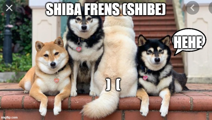 the frens | SHIBA FRENS (SHIBE); HEHE; )  ( | image tagged in the frens,shibe,shiba,inu,max | made w/ Imgflip meme maker