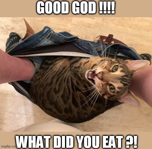 GOOD GOD !!!! WHAT DID YOU EAT ?! | image tagged in disgusted,kitty | made w/ Imgflip meme maker