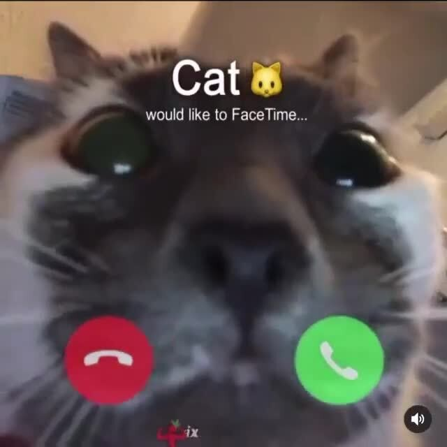 High Quality Cat Facetime Blank Meme Template