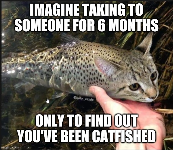 Catfish | IMAGINE TAKING TO SOMEONE FOR 6 MONTHS; ONLY TO FIND OUT YOU'VE BEEN CATFISHED | image tagged in memes | made w/ Imgflip meme maker