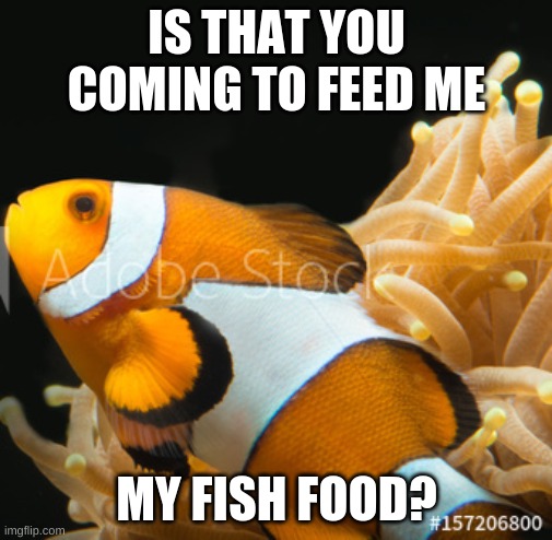 fish wanting food | IS THAT YOU COMING TO FEED ME; MY FISH FOOD? | image tagged in fish looking up | made w/ Imgflip meme maker