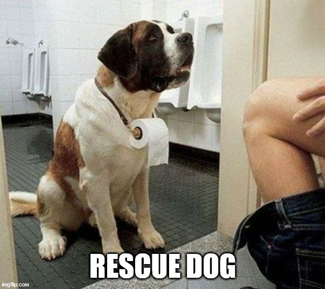 RESCUE DOG | image tagged in dogs | made w/ Imgflip meme maker