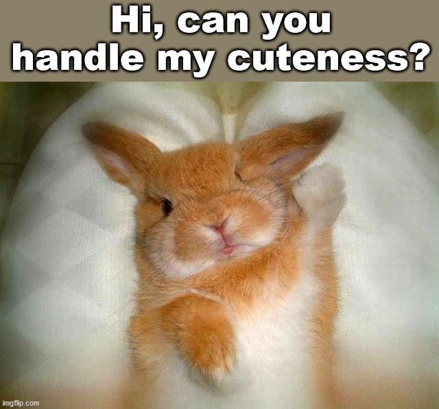 Hi, can you handle my cuteness? | image tagged in bunnies | made w/ Imgflip meme maker