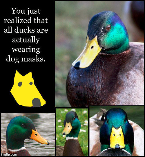 geo duck meme