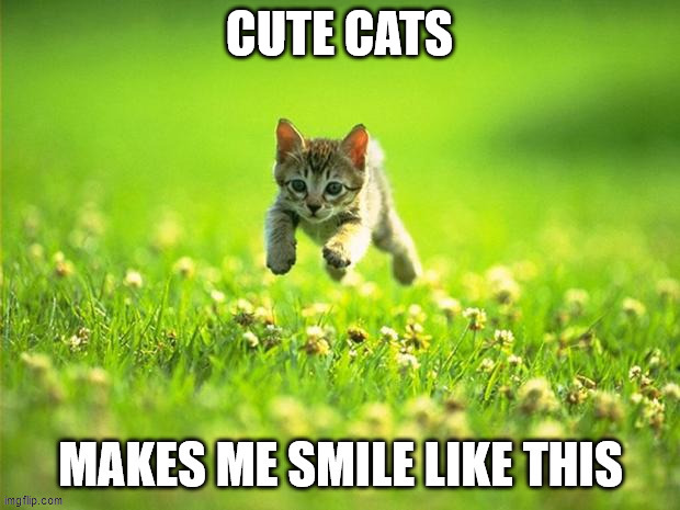 CUTE CATS | image tagged in cats | made w/ Imgflip meme maker