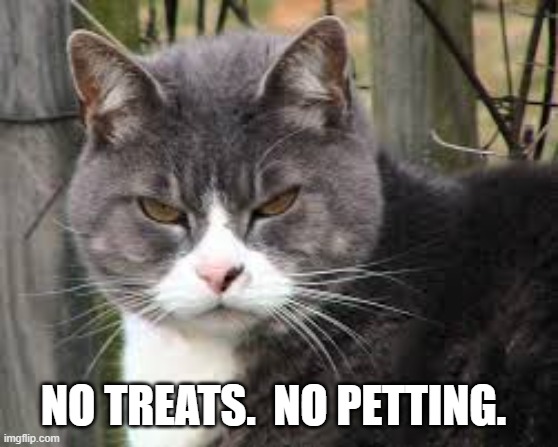 mean cat hmmm | NO TREATS.  NO PETTING. | image tagged in mean cat hmmm | made w/ Imgflip meme maker