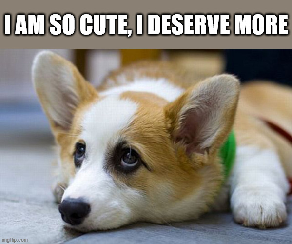 I AM SO CUTE, I DESERVE MORE | image tagged in dogs | made w/ Imgflip meme maker