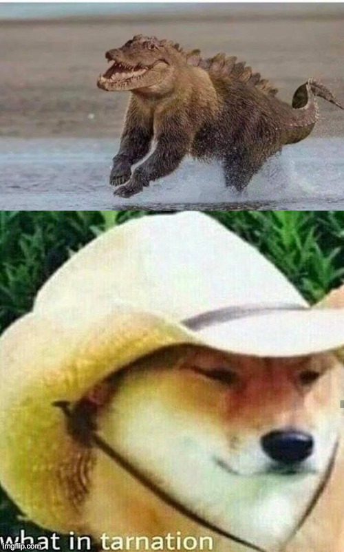 wut | image tagged in what in tarnation dog | made w/ Imgflip meme maker