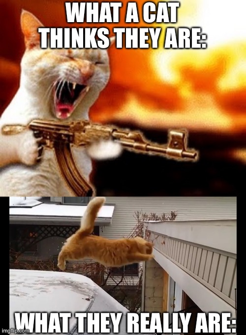 WHAT A CAT THINKS THEY ARE:; WHAT THEY REALLY ARE: | image tagged in machine gun cat | made w/ Imgflip meme maker