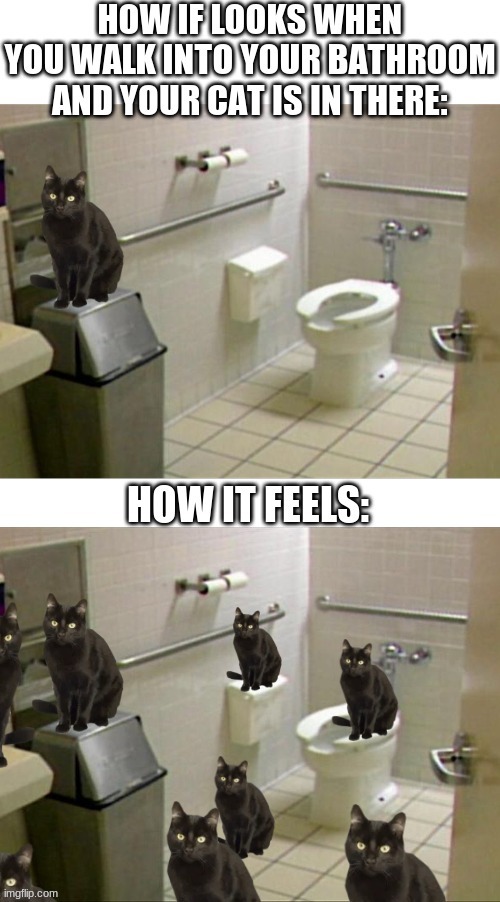 Raise your hand if you know the feeling | image tagged in funny,cats,how it looks,how it feels | made w/ Imgflip meme maker