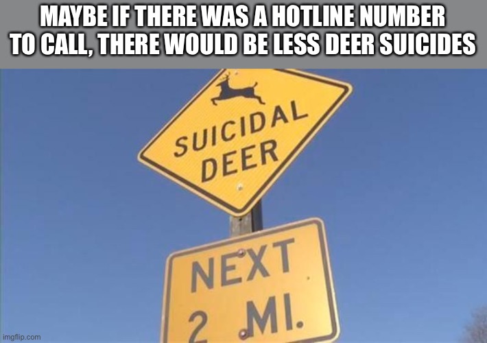 MAYBE IF THERE WAS A HOTLINE NUMBER TO CALL, THERE WOULD BE LESS DEER SUICIDES | made w/ Imgflip meme maker
