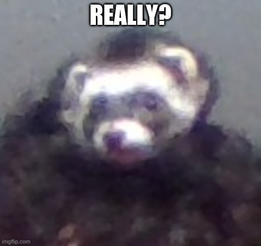 zach's ferret | REALLY? | image tagged in zach's ferret | made w/ Imgflip meme maker